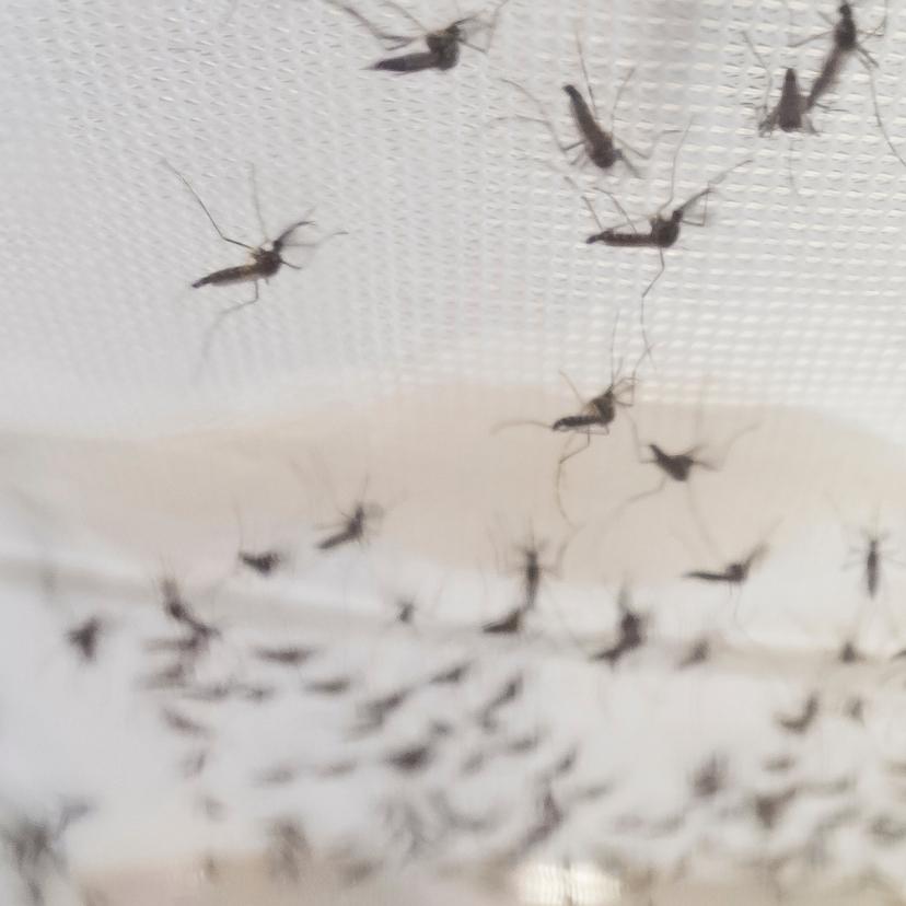 Invasion de moustiques en argentine