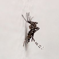 Informations moustiques